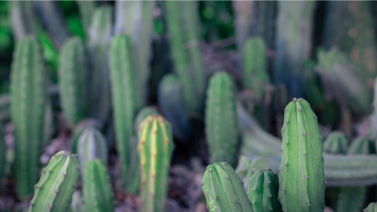 How to Grow Trichocereus Bridgesii (Echinopsis Lageniformis) - The Bolivian Torch Cactus