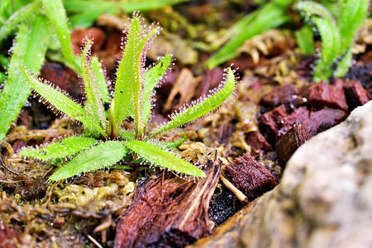 Curious About the Lance Leaf Sundew? It’s Fascinating - Sam’s Curious Cultivars