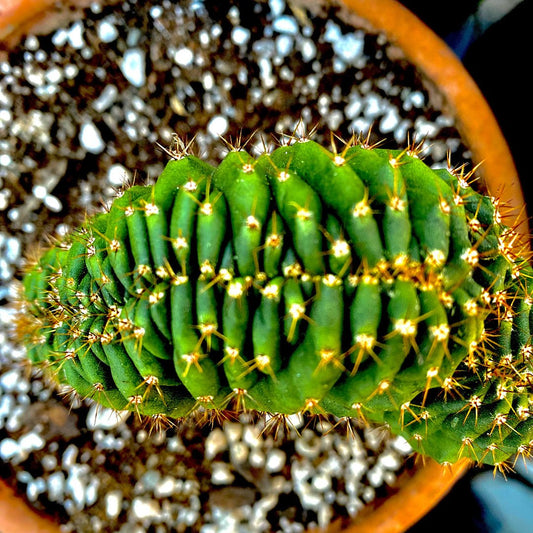Growing San Pedro Cacti From Seed! Part 1 - Sam’s Curious Cultivars