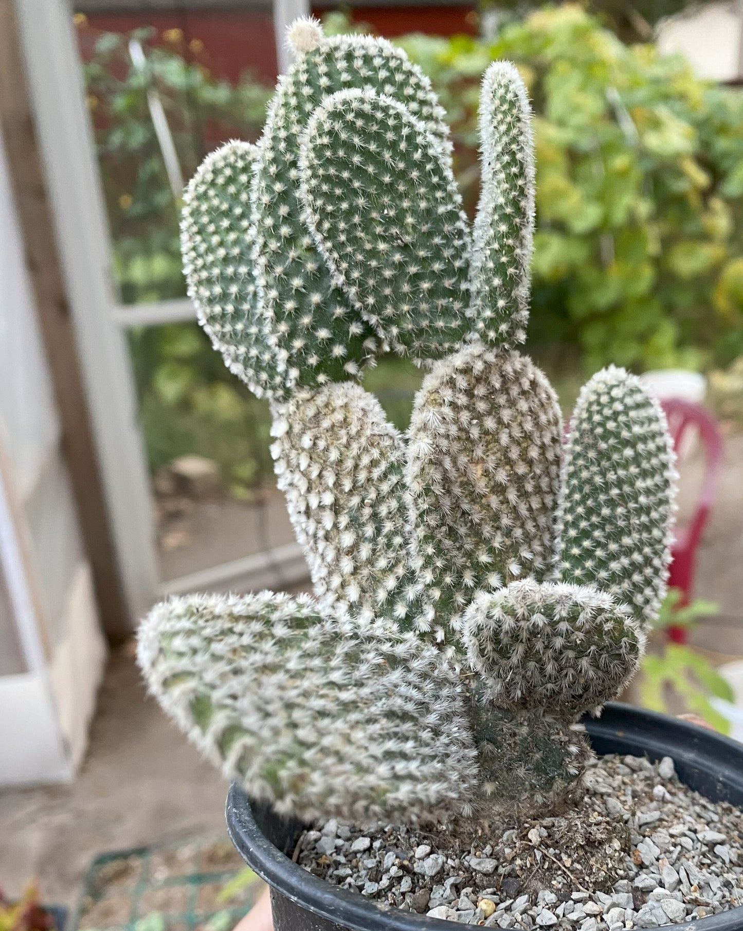White Bunny Ears Cactus, Opuntia Microdasys Albaspina, Well Rooted, 3-5in