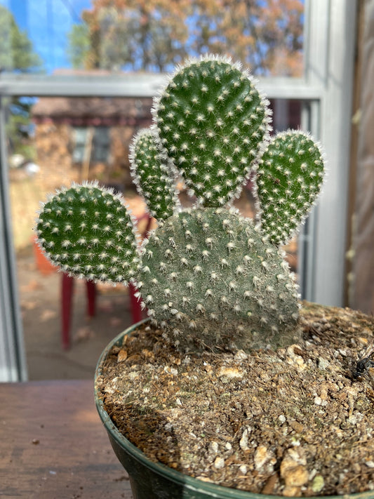White Bunny Ears Cactus, Opuntia Microdasys Albaspina, Well Rooted, 3-5in