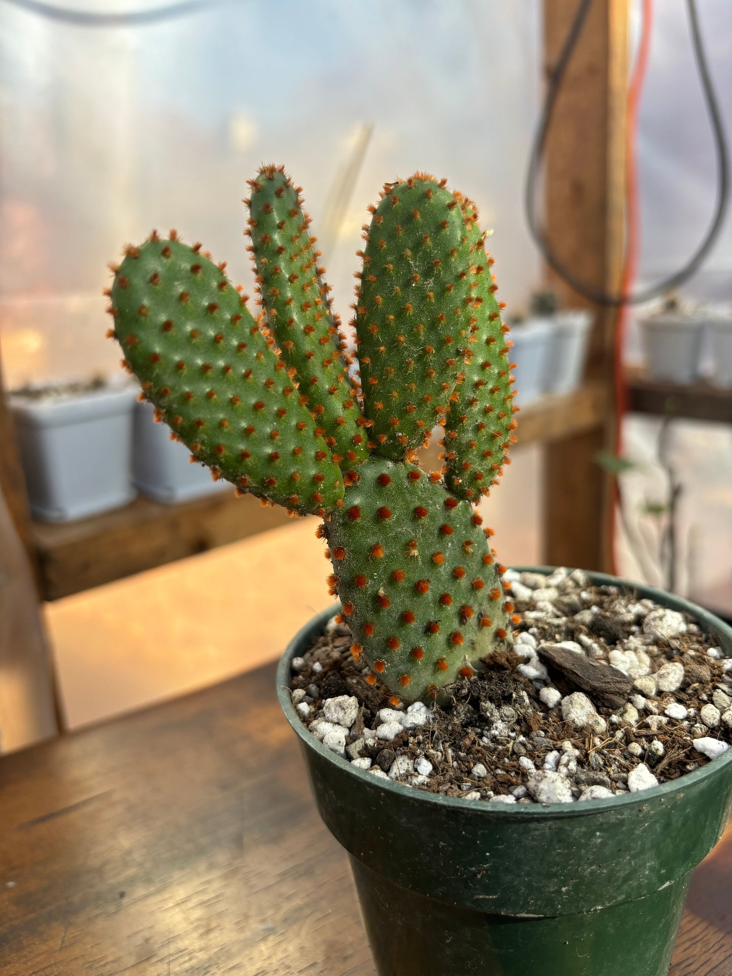 Cinnamon Bunny Ears Cactus, Opuntia Microdasys S. Rufida, Well Rooted