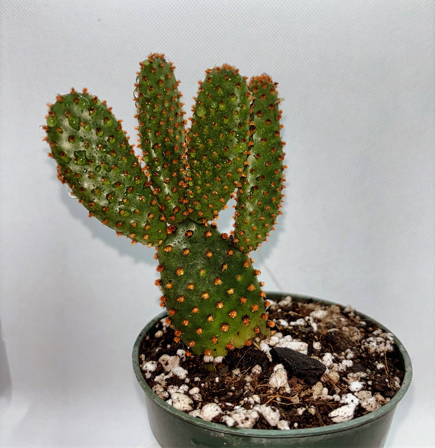 Cinnamon Bunny Ears Cactus, Opuntia Microdasys S. Rufida, Well Rooted
