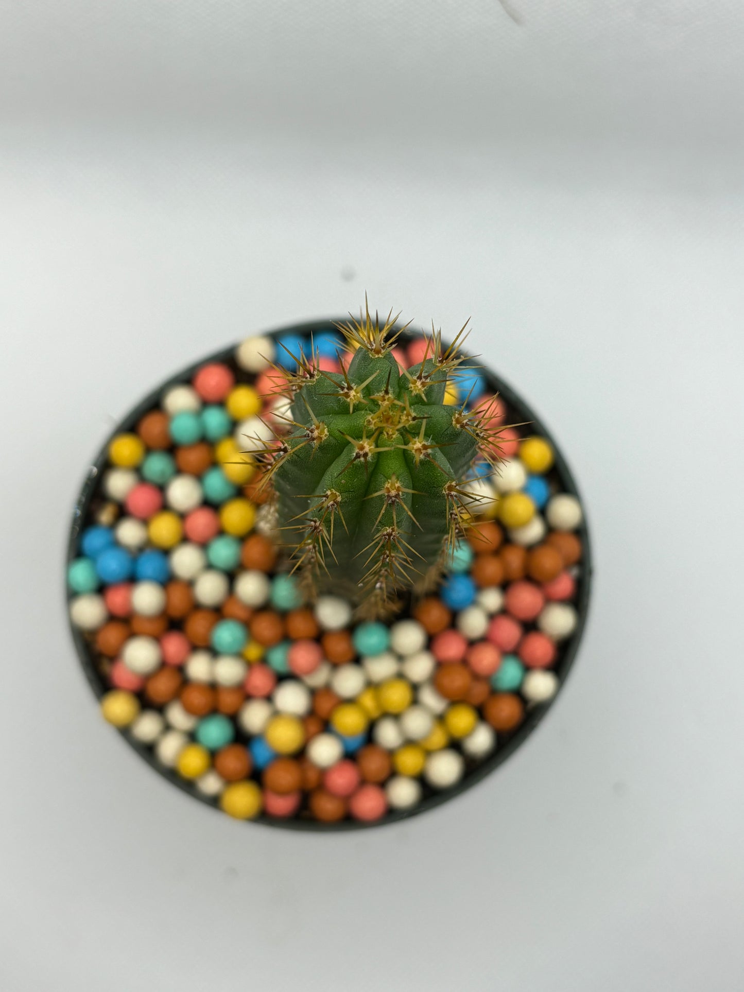 Trichocereus Bridgesii, San Pedro Cactus, 3-5in, Seed Grown