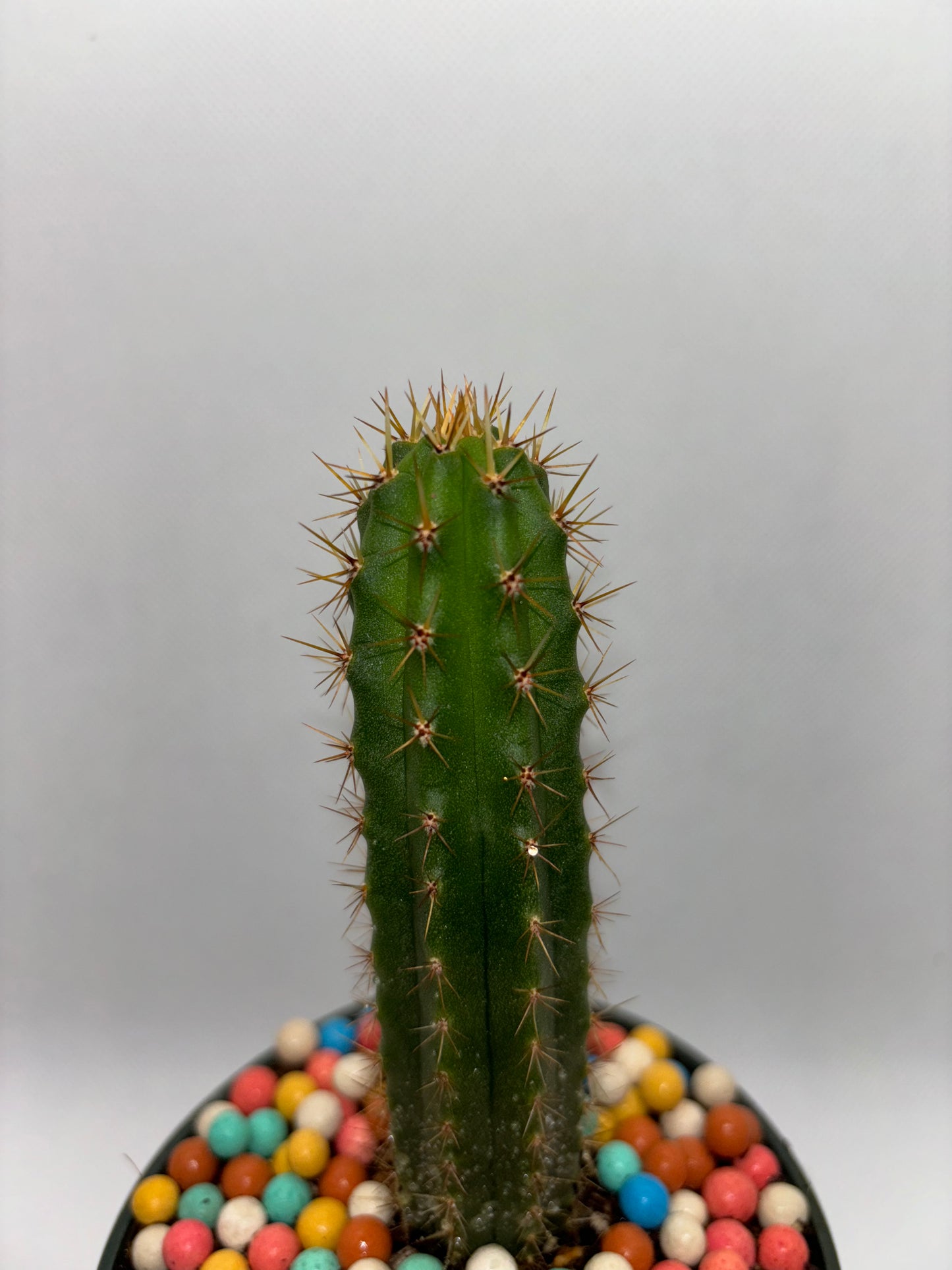 Trichocereus Bridgesii, San Pedro Cactus, 3-5in, Seed Grown