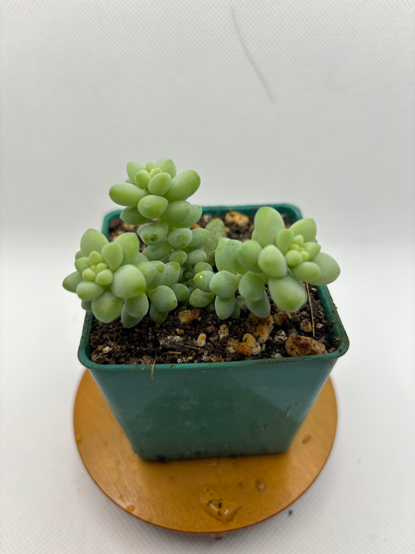 Donkey's Tail Succulent, Sedum Morganianum, 2-3in, Well Rooted, Bare Root