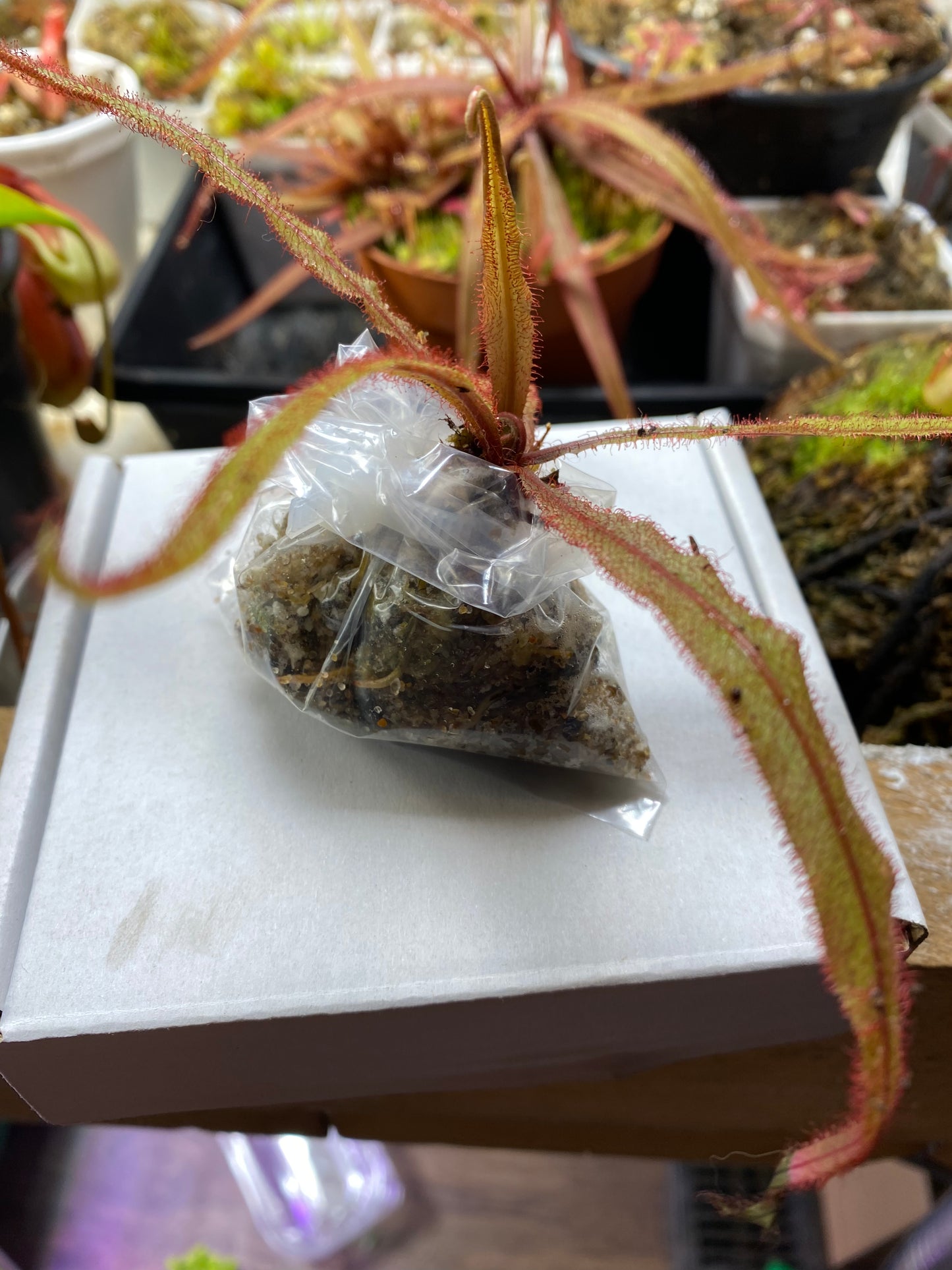 Lance Leaf Sundew, Drosera Adelae, Lovely Carnivorous Houseplant, 2-4in, Bare-root, Free Shipping!