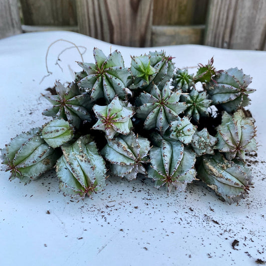 Euphorbia Horrida, African Milk Barrel Cactus, 3-4in Well Rooted Pup, Bare-Root, Free Shipping - Sam’s Curious Cultivars