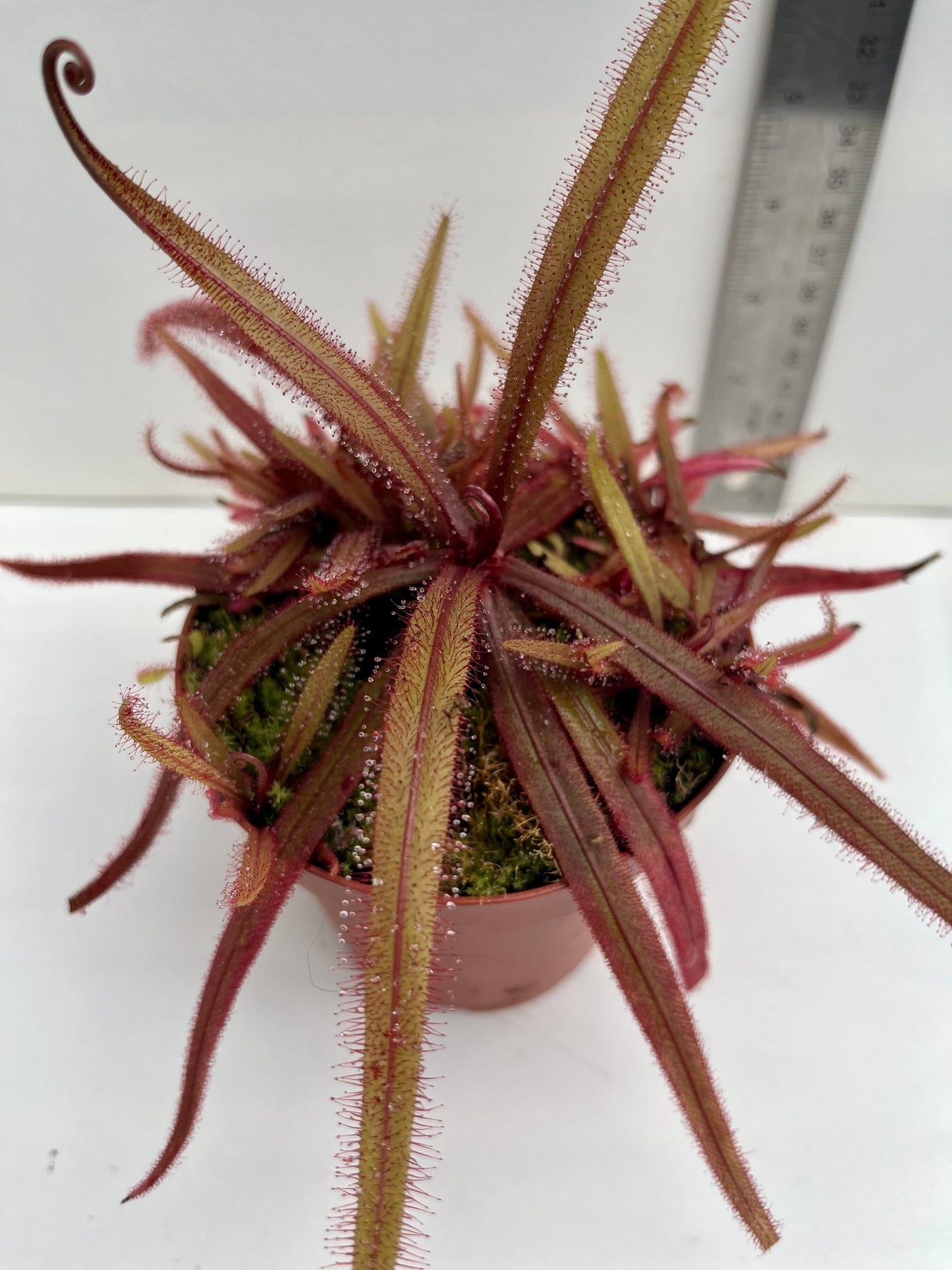 Lance Leaf Sundew, Drosera Adelae, Lovely Carnivorous Houseplant, 2-4in, Bare-root, Free Shipping! - Sam’s Curious Cultivars